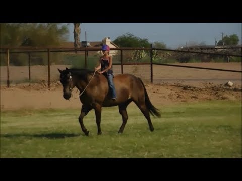 Solid, safe family and kids horse for sale