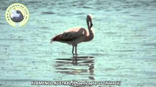 preview picture of video 'FLAMENCO AUSTRAL Phoenicopterus chilensis'