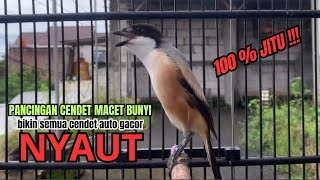 Download lagu burung cendet gacor ISIAN AMPUH buat PANCINGAN CENDET AGAR BUNYI bikin BURUNG PENTET GACOR AKTIF mp3 Download lagu burung cendet gacor ISIAN AMPUH buat PANCINGAN CENDET AGAR BUNYI bikin BURUNG PENTET GACOR AKTIF mp3