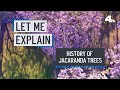 Let Me Explain: Jacaranda Trees | NBCLA
