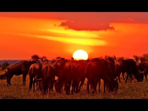 5K African Wildlife Video   Mana Pools National Park   2017 by Robert Hofmeyr