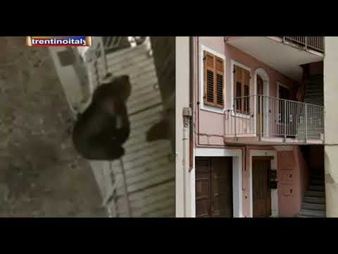 #orso sul balcone a calliano