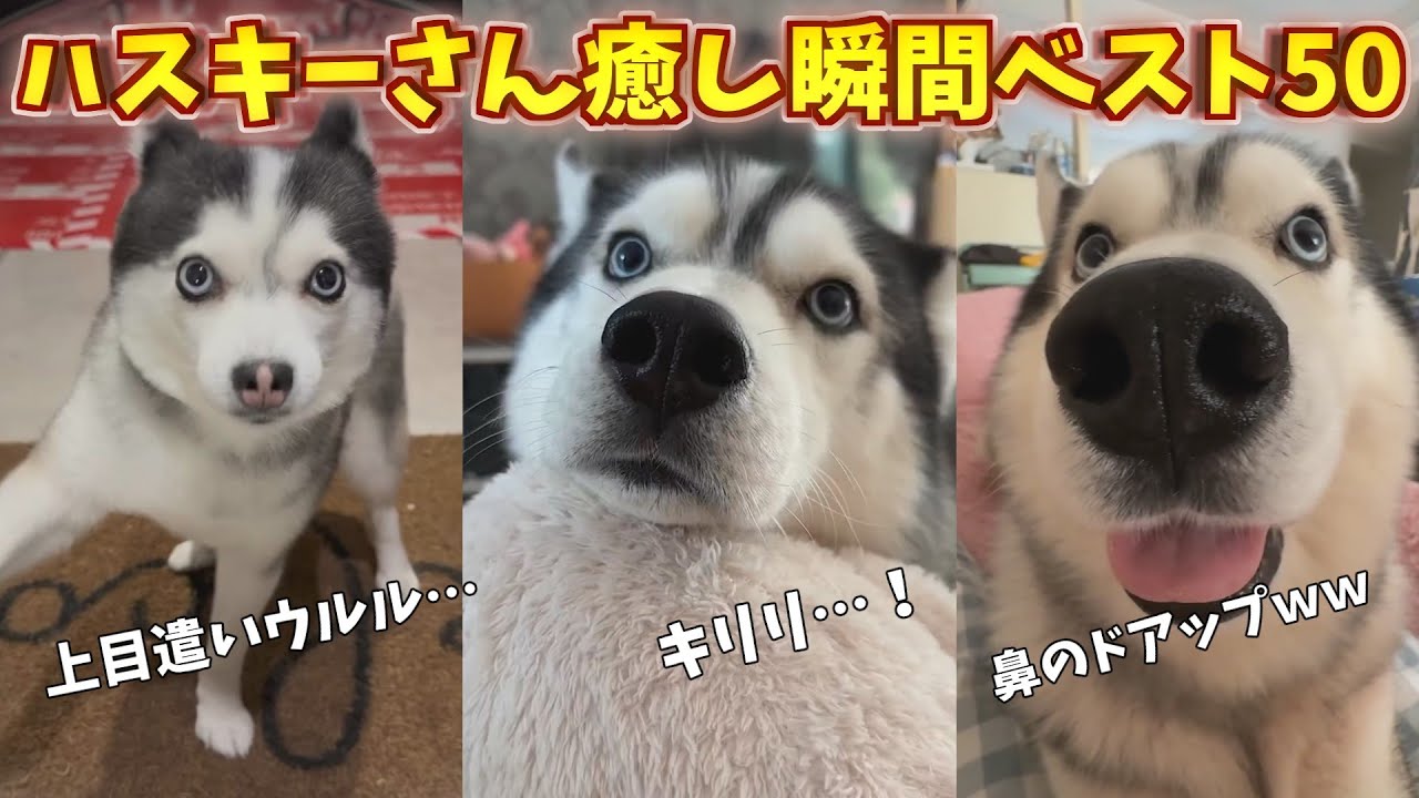 ハスキーさん癒し瞬間ベスト５０！_part1