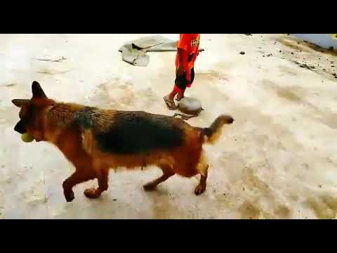 Hadi Playing with Audi ( German Shepherd Dog ) #Pet #GermanShepherd #PeaceWithPaws #DogMoments