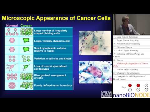 Cancer Basics (Ann Nardulli)