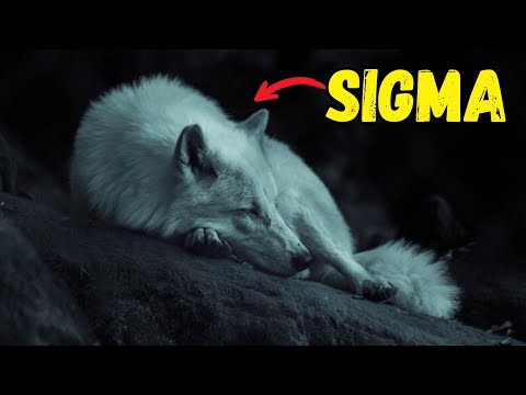 Warum sind Sigma-Männer als einsame Wölfe bekannt?