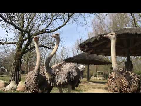 HOW IT’S MADE - DE STRUISVOGEL BLUES