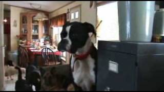 Happy Dogs Life, music by SUBMERSED &quot;Piano Song&quot;