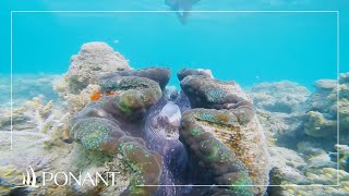 Ponant: Coral in Oceania with Katia Nicolet Ponant: Coral in Oceania with Katia Nicolet