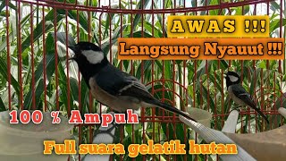 Download lagu Awas Langsung nyauut 100 % ampuh untuk pancingan gelatik || full suara gelatik hutan || birdsounds mp3