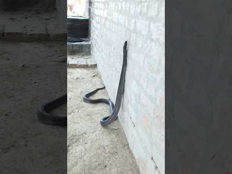 The Snake is Climbing the Wall #shorts #youtubeshorts #shortvideos #youtube #pets #viral #king