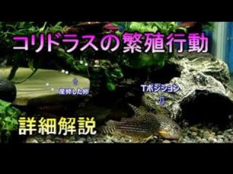 コリドラスについて詳しく解説