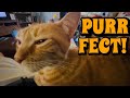 Good Boy Ringo Good Boy Orange Cat Loud Purring