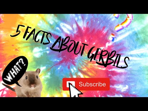 5 facts about gerbils