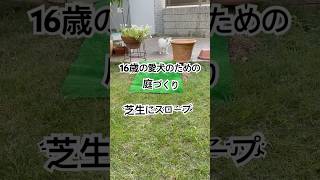庭のスロープ#チワワ #シニア犬との暮らし #バリアフリー犬