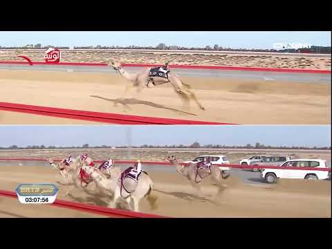 ش 1 (بشور) لـ هجن الشحانية 7:15:04 ، ختامي المرموم 2026/03/26 لقايا