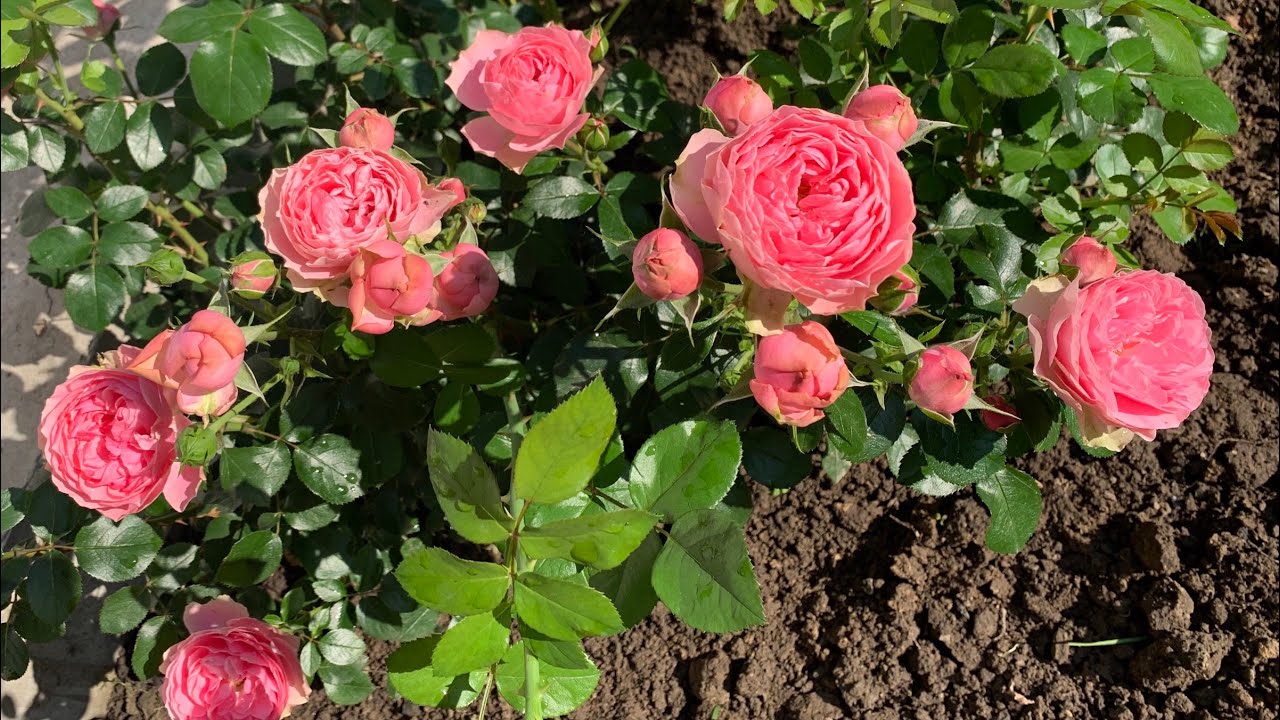 Роза «Леонардо да Винчи» (Rosе «Leonardo da Vinci»)