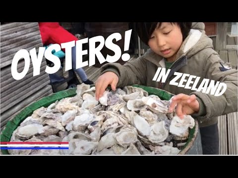 #22 Oysters in Yerseke, zeeland in The Netherlands.オランダの 牡蠣の養殖