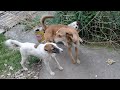 Mother Dog Fighting Limping White Stray Dog Sibling Stray Pups Eating Raw Chicken Feet Bread Biscuit