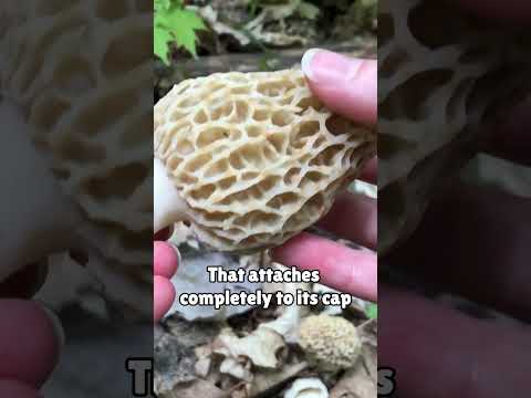 A Quick & EASY Guide to Finding MORELS