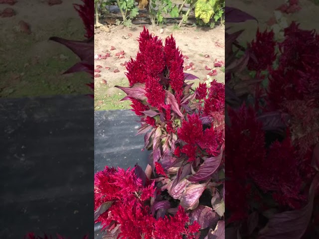 Стандарт поставки видео №1 Целозия перистая Нью Лук 