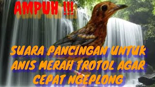 Download lagu Pancingan Anis merah TROTOL || masteran Anis merah TROTOL || kicau mania mp3