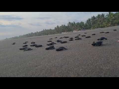 Saving Turtles in El Salvador - La Palapa Project