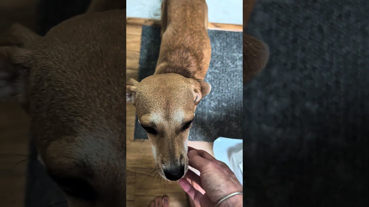 Pippi, a ADOPTABLE mixed breed in Olympia, WA video 4/5