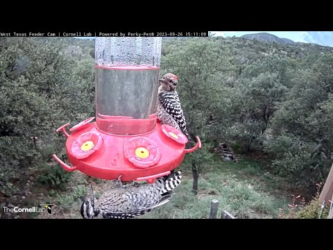 Woodpeckers Sip Nectar! Ladder-backed Woodpeckers Stop At West Texas Feeders