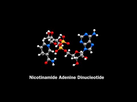 Part 2 of 3 - Sandra Kaufman: NAD explained by a world expert—facts vs fiction, and what works