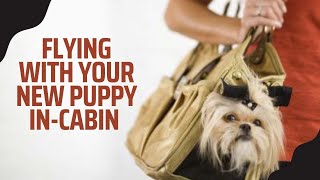 HOW TO FLY WITH A NEW PUPPY IN CABIN | Dog Breeder Recommended #puppy #puppylife