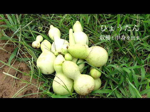 , title : 'ひょうたんの加工　ひょうたんごっこを使ってみたGourd processing I tried using gourd play'