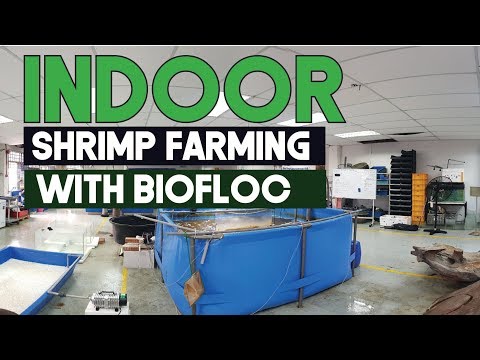 , title : 'Indoor  (Litopenaeus vannamei) Shrimp farming with Biofloc Technology | Aquaculture Technology'