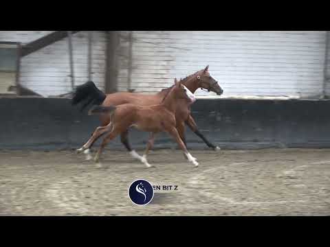 Choix de Vie v/h Gouden Bit Z