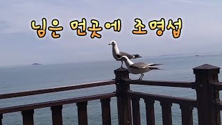 #조명섭 #님은먼곳에 #명서방tv