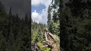 Lightning Burnt the gaint #lightning #trees #shorts