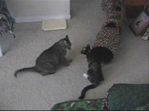 Female Cat Fight  - Choreographed "Gonna Fly Now"