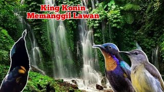 Download lagu Terapi Air ‼️ king konin mp3