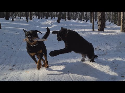 Panther & Rottweiler. Funny moments from the walk