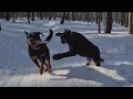 Panther & Rottweiler. Funny moments from the walk