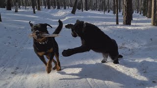 Panther &amp; Rottweiler. Funny moments from the walk