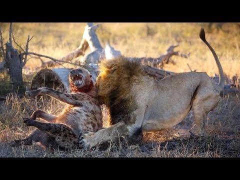 Leones contra Hienas | Documental 