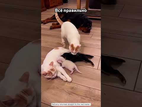 Надо смотреть за щенками #cat #позитив