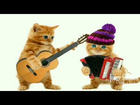 Taio Feio - Jorge Guedes & Família