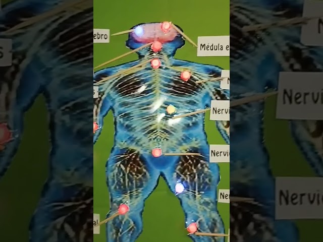 Vídeo relacionado con 3B Scientific VR3620UU Impreso En Papel, el Sistema Nervioso