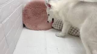 シベリアンハスキーの動画01