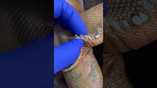 Popping femoral pores on dead iguana**very satisfy