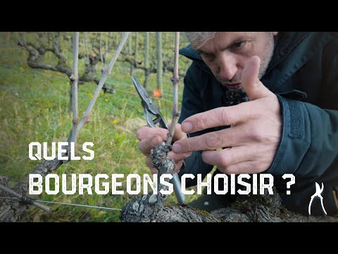 Choisir les bourgeons selon leur écartement - Taille de la vigne