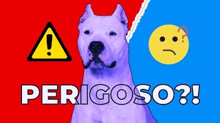 5 Coisas que Você Precisa Saber Antes de Ter um Dogo Argentino