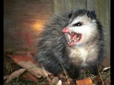 Possum vr Possum fight